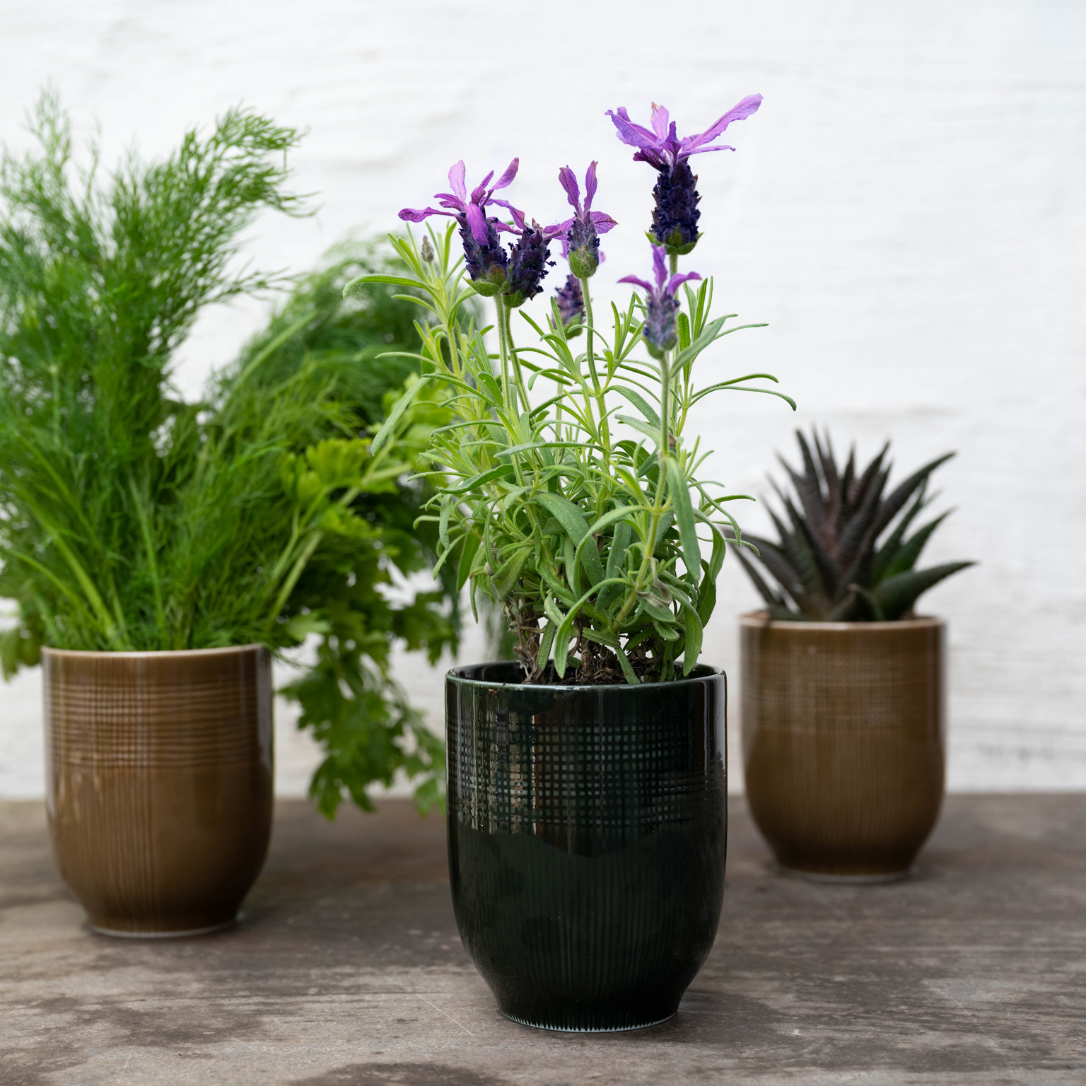 MUCA Becher in den Farben Wood und Forest mit Kräutern, Lavendel und Pflanzen gefüllt.